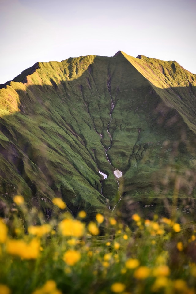 Alpen Österreich mit grüner Berglandschaft und gelben Sommerblumen