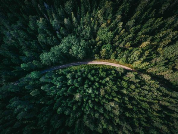 sustainability - forest from above